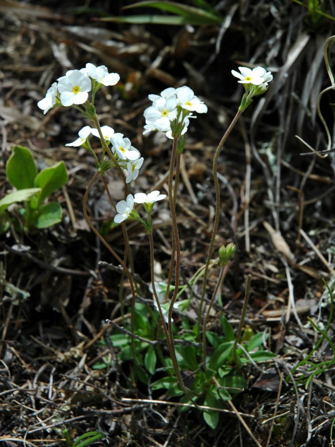 Androsace chamaejasme / Androsace prostrata